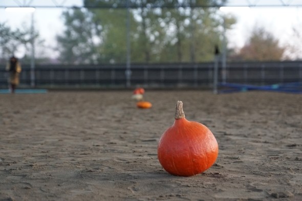 pompoen